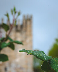 branch of a tree with leaves