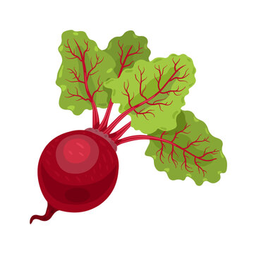 red beet with green leaves clip art preview