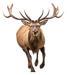 Fototapeta premium PNG Elk wildlife animal mammal.