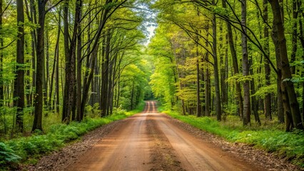 Dirt lane cutting through dense North Woods of Wisconsin , dirt road, forest, trees, nature, rural, countryside, scenic