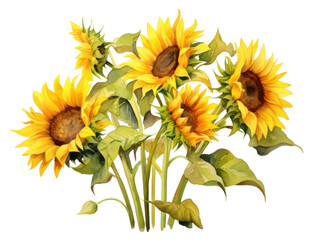 Naklejka premium PNG Sunflower plant transparent background inflorescence.