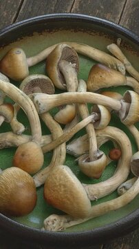Close-up of psychedelic psilocybin mushrooms Golden Teacher on rustic wooden table. Psilocybe Cubensis raw mushrooms. Micro-dosing concept. Top view, table spin.   Vertical video.