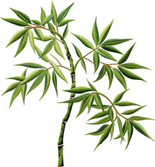 Fototapeta premium Green bamboo stalks