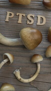 PTSD wooden letters and fresh Golden Teacher (Psilocybe Cubensis) mushrooms. Using psilocybin in the treatment of PTSD concept. Table spin. Vertical video.