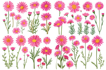 Set of daisy flower vector, Blooming beautiful pink daisy flowers, Beautiful pink daisy flower set, Vibrant pink daisy flowers