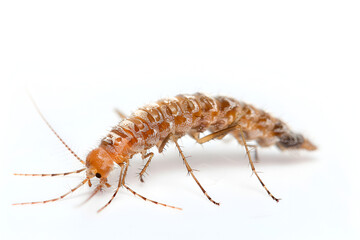 Close-Up of House Centipede on White Background
