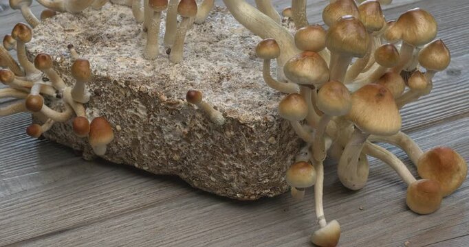 Psychedelic psilocybin Golden Teacher mushrooms on mycelium block, close-up. Psilocybe Cubensis raw mushrooms. Micro-dosing concept. Table spin. 