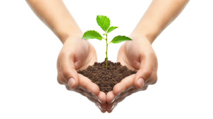 Hands Holding Green Plant Sprout PNG – Isolated Growth and Sustainability Concept on Transparent Background