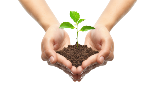 Hands Holding Green Plant Sprout PNG – Isolated Growth and Sustainability Concept on Transparent Background