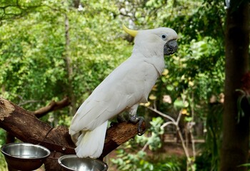 White Cockatoo Kakatua bird with yellow crest hair feather and black beak isolated on botanical green plants background.