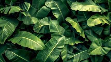 Lush green tropical banana leaves background for nature lovers. Vivid, natural, and abundant. Perfect for themes of growth, energy, or tropical settings. An exotic touch of nature's beauty. AI