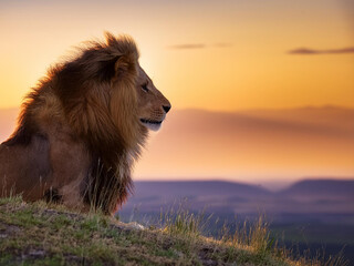 Profile of a lion in the savannah at sunset