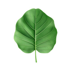 Obraz premium Single green leaf showcasing vibrant texture and intricate veins, isolated on transparent background.