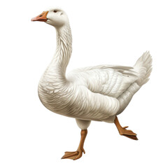 A goose waddling, farm animal, realistic illustration, isolated on transparent background