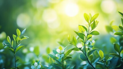 Fototapeta premium Green leaves and white flowers with blurred background.