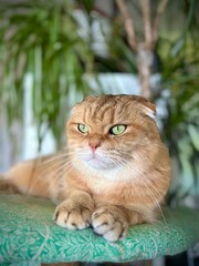 chat sur son arbre à chat