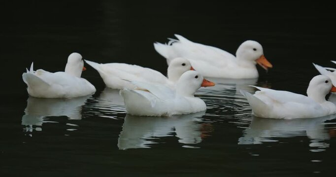 Group of ducks floating on a pond before dark. The Call Duck breed has a fascinating history that includes a foundation in hunting, showing, and eventually human companionship.