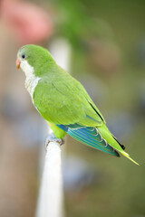 green parrot