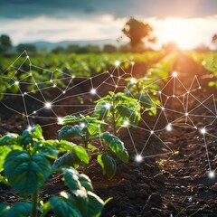 Sunset over a vibrant farm landscape with digital network lines connecting various elements, representing connected agriculture.