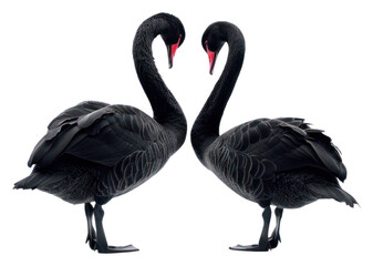 Fototapeta premium PNG Elegant black swans mirrored symmetry