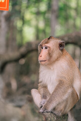 The Portrait of a Monkey