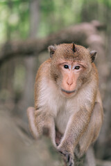 The Portrait of a Monkey