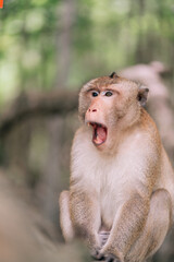 The monkey is getting to yawn