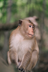 Fototapeta premium The Portrait of a Monkey