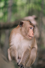 The Portrait of a Monkey