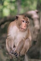 The Portrait of a Monkey