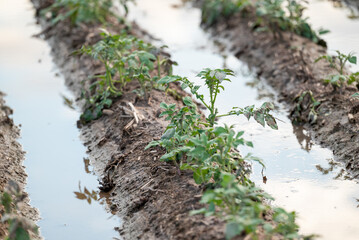 Close up of flooded potato plants after the rain. Field of young potato under water, natural damage of harvest for farmer