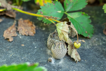 Moldy strawberries on its plant, laying on the agrofiber outdoors, close up. Weak ill strawberry...
