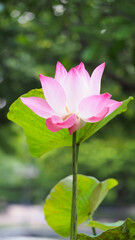 Obraz premium Elegant Pink Lotus Flower Isolated on White Background - Perfect for Spa, Wellness, and Meditation Themes