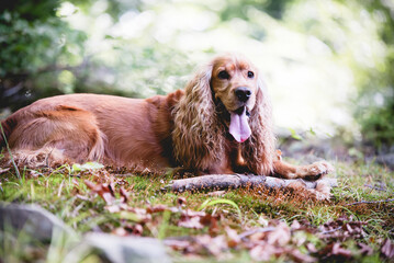 Pies cocker spaniel angielski w lesie, portret.  © Elżbieta Kaps