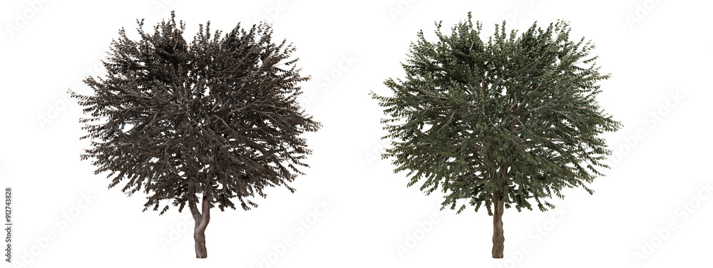 Wall mural two 3d rendered trees isolated on black background