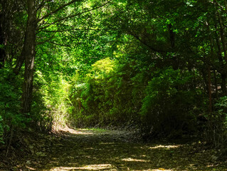 the morning sun in the green forest