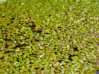 green leaves of a plant