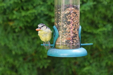 blue tit with peanut in the garden