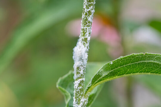 White mealybug infestation on a white coneflower