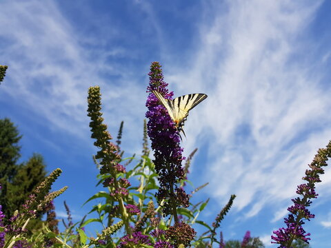 Segelfalter (Schmetterling) auf einem Sommerflieder im Garten