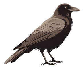 Obraz premium PNG Raven wildlife animal bird