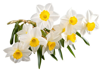 PNG Narcissus narcissus blossom flower.