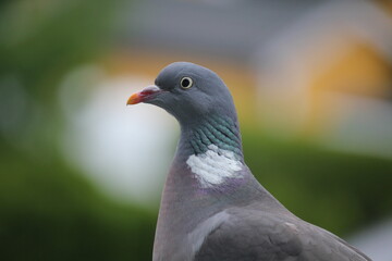 Wood pigeon closeup