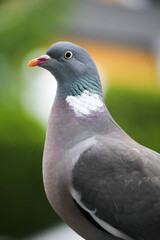 Closeup of a wood pigeon