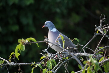 common wood pigeon in a tree