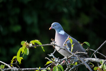 wood pigeon in a tree