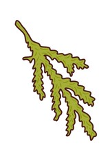 A branch of a fir tree is a illustration, hand-drawn with watercolor brushes, with outline on a white background. For postcards, greetings, stickers and others DIY.