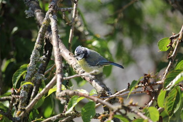Blue tit on a branch