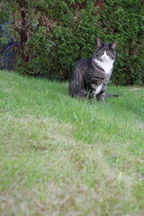 cat on the grass