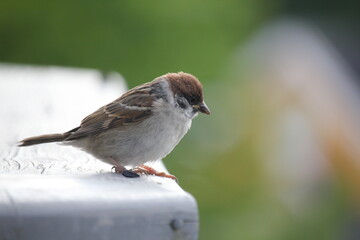 sparrow looking down
